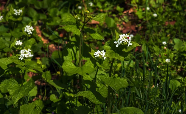 흰색꽃은 Alliaria Petiolata 알리아리아 페톨라타 겨자는 피우는 식물이다 — 스톡 사진