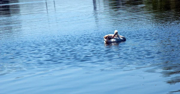 Cisne Whooper Cygnus Cygnus Pássaro Solitário Água Cisne Selvagem Nada — Fotografia de Stock