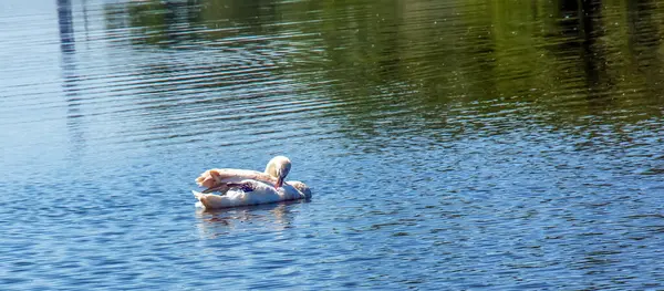 Лебедь Лебедь Лебедь Одинокая Птица Воде Дикий Лебедь Плавает Поверхности — стоковое фото