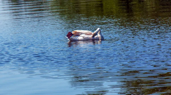 Łabędź Cygnus Cygnus Samotny Ptak Wodzie Dziki Łabędź Pływa Powierzchni — Zdjęcie stockowe