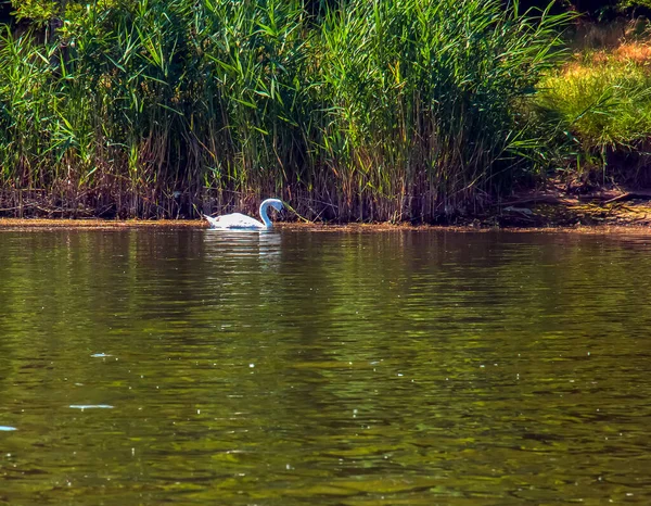 天鹅绒天鹅 天鹅绒天鹅寂寞的小鸟在水面上 一只野生天鹅在河面上游泳 — 图库照片