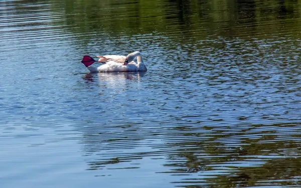 Zweepzwaan Cygnus Cygnus Eenzame Vogel Het Water Een Wilde Zwaan — Stockfoto
