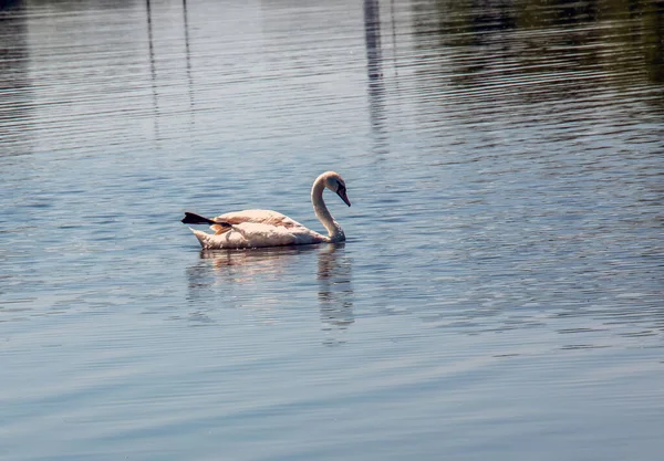 シグナス シグナス 水の上の孤独な鳥 川の水面に野生の白鳥が泳いでいる — ストック写真