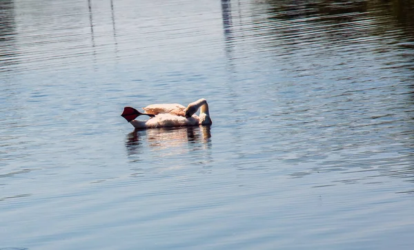 Cisne Whooper Cygnus Cygnus Pássaro Solitário Água Cisne Selvagem Nada — Fotografia de Stock