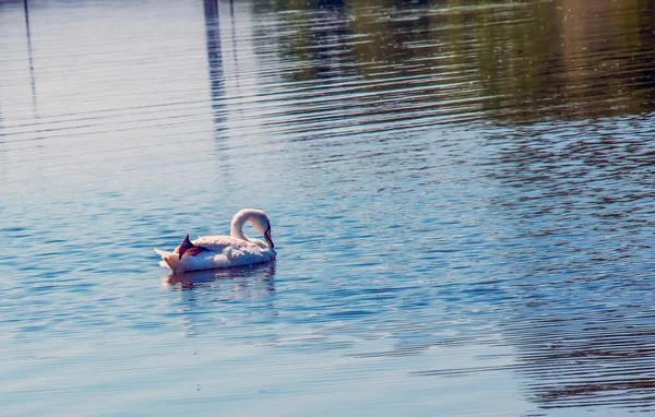 Whooper Swan Cygnus Cygnus Lonely Bird Water Wild Swan Swims — Stock Photo, Image