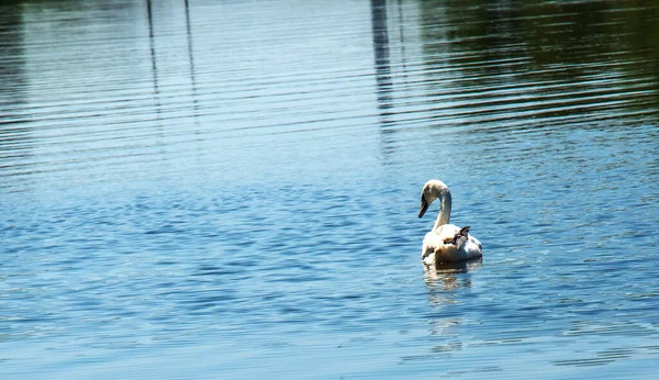 シグナス シグナス 水の上の孤独な鳥 川の水面に野生の白鳥が泳いでいる — ストック写真