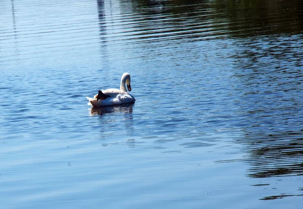 天鹅绒天鹅 天鹅绒天鹅寂寞的小鸟在水面上 一只野生天鹅在河面上游泳 — 图库照片