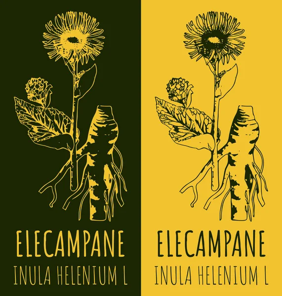 Rajzok Elekampán Kézzel Rajzolt Illusztráció Latin Név Inula Helenium — Stock Fotó