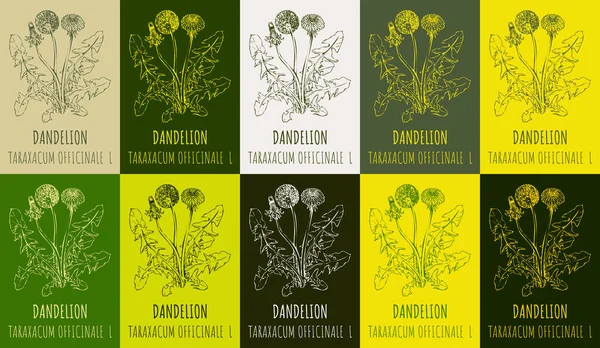 Állítsa Rajz Common Dandelion Különböző Színekben Kézzel Rajzolt Illusztráció Latin — Stock Fotó