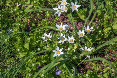 Ornithogalum umbellatum, Beytüllahim 'in bahçe yıldızı, çimen zambağı, öğlen uykusu, ya da Kuşkonmaz familyasından saat 11' de yaşayan bir kadın türü..