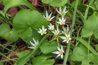 Ornithogalum umbellatum, Beytüllahim 'in bahçe yıldızı, çimen zambağı, öğlen uykusu, ya da Kuşkonmaz familyasından saat 11' de yaşayan bir kadın türü..