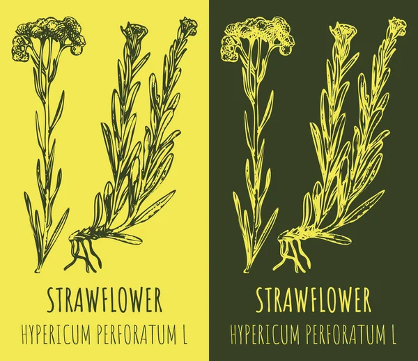 Tekeningen Dwarf Ellast Handgetekende Illustratie Latijnse Naam Helichrysum Arenarium — Stockfoto