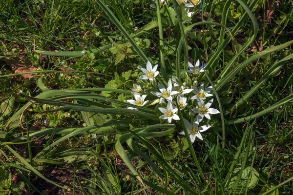 Ornithogalum Umbellatum Garden Star Bethlehem Grass Lily Nap Noon Eleven — Stock Photo, Image