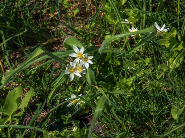 Ornithogalum Umbellatum Garden Star Bethlehem Grass Lily Nap Noon Eleven — Stock Photo, Image