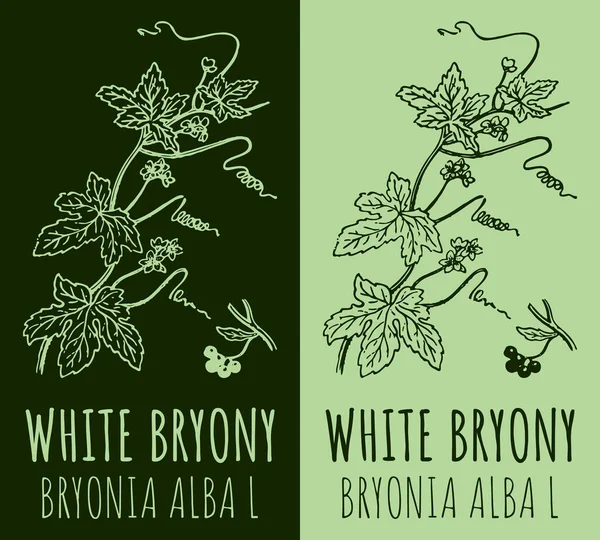 Fehér Bryony Rajzok Kézzel Rajzolt Illusztráció Latin Név Bryonia Alba — Stock Fotó