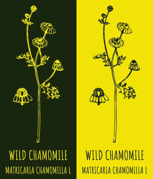 Rajzok Wild Chamomil Kézzel Rajzolt Illusztráció Latin Név Matricaria Chamomilla — Stock Fotó