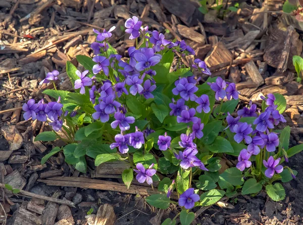ヴィオラ マンシュリカ Viola Manshurica 紫色の一種 春の花満州紫 — ストック写真