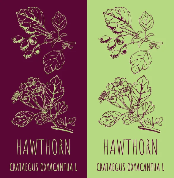 Rysunki Hawthorn Ręcznie Rysowana Ilustracja Nazwa Łacińska Crataegus Laevigata — Zdjęcie stockowe