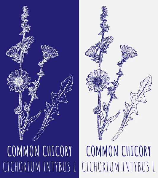 Rysunki Wspólne Chicory Ręcznie Rysowana Ilustracja Nazwa Łacińska Cichorium Intybus — Zdjęcie stockowe