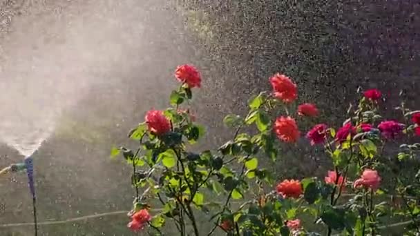 Відео Системою Зрошення Води Над Садовою Травою Кущами Троянд — стокове відео