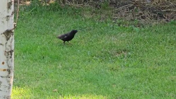 Starling Looking Feed Walks Green Grass Close — Stock Video