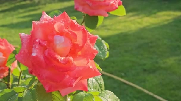 一朵美丽的玫瑰花丛的特写 花瓣上的雨滴 在玫瑰花园里的郁郁葱葱的绿叶衬托下绽放 — 图库视频影像