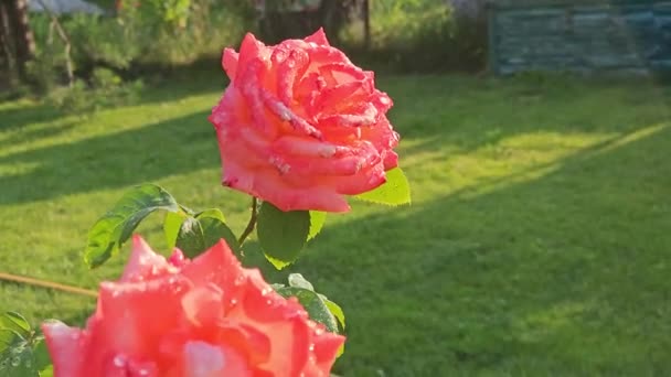 Close Belo Arbusto Rosas Com Gotas Água Após Chuva Pétalas — Vídeo de Stock
