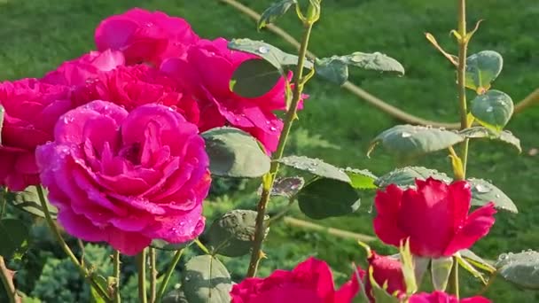 一朵美丽的玫瑰花丛的特写 花瓣上的雨滴 在玫瑰花园里的郁郁葱葱的绿叶衬托下绽放 — 图库视频影像