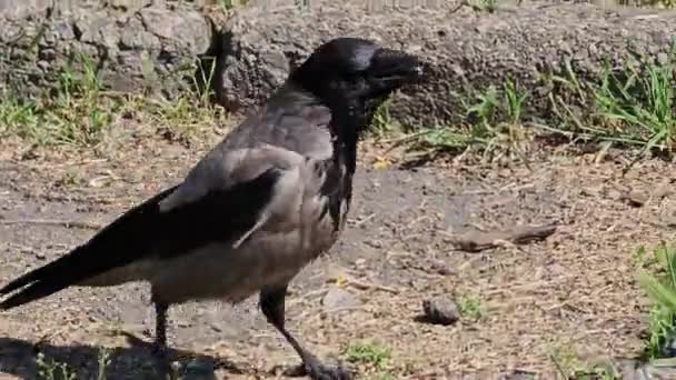 Einfangen Des Verhaltens Einer Grau Schwarzen Krähe Auf Nahrungssuche Einem — Stockvideo