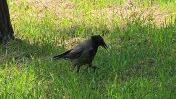 Capturing Behavior Grey Black Crow Looking Food Grassy Field — Stock Video