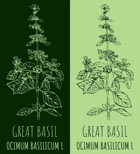 stock image Drawing GREAT BASIL. Hand drawn illustration. The Latin name is OCIMUM BASILICUM L.