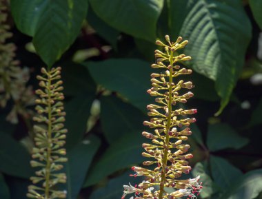 Aralia Continentalis, Araliaceae familyasından bir çiçektir.