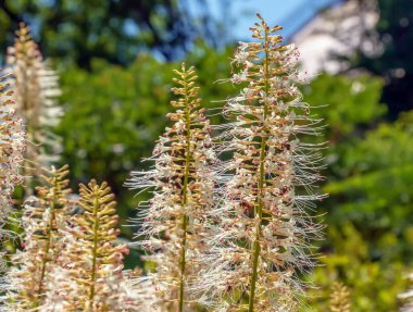 Aralia Continentalis, Araliaceae familyasından bir çiçektir.