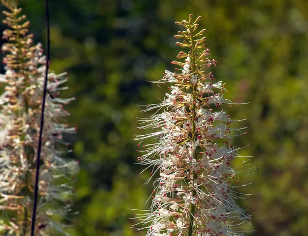 Aralia ContinentalisまたはSpikenardの花は アラリア科の属です — ストック写真