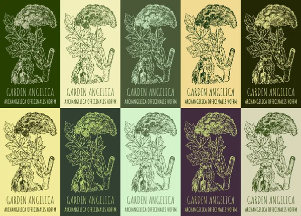Állítsa Rajz Garden Angelica Különböző Színekben Kézzel Rajzolt Illusztráció Latin — Stock Fotó