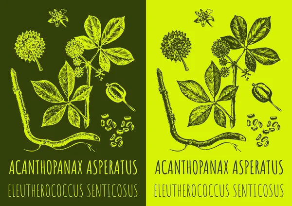 Desenho Asperatus Acanthopanax Ilustração Desenhada Mão Nome Latino Eleutherococcus Senticosus — Fotografia de Stock