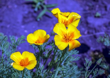 Turuncu çiçek Kaliforniya gelinciği, ya da altın gelincik, bir kase altın. Latince adı Escholzia Californica, ABD ve Meksika kökenli..