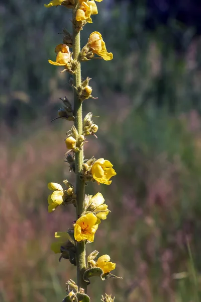 Czosnkowa Mulleina Bladożółte Kwiaty Rośliny Verbascum Nigrum Stosowane Jako Zioło — Zdjęcie stockowe