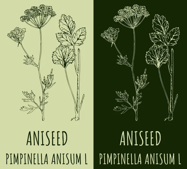 Rajzolok Aniseed Kézzel Rajzolt Illusztráció Latin Név Pimpinella Anisum — Stock Fotó