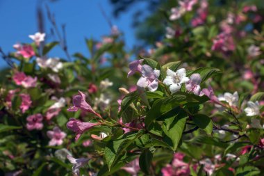 Bahar bahçesinde pembe narin Weigela çiçekleri