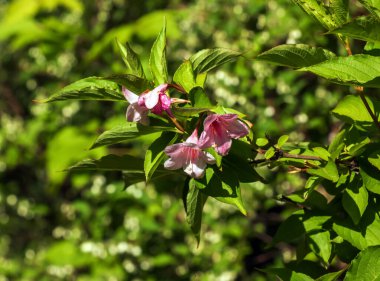 Bahar bahçesinde pembe narin Weigela japonica çiçekleri