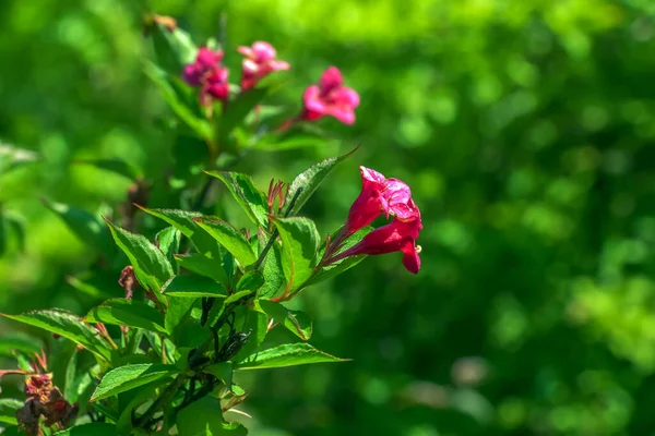 Bahar bahçesinde pembe narin Weigela çiçekleri