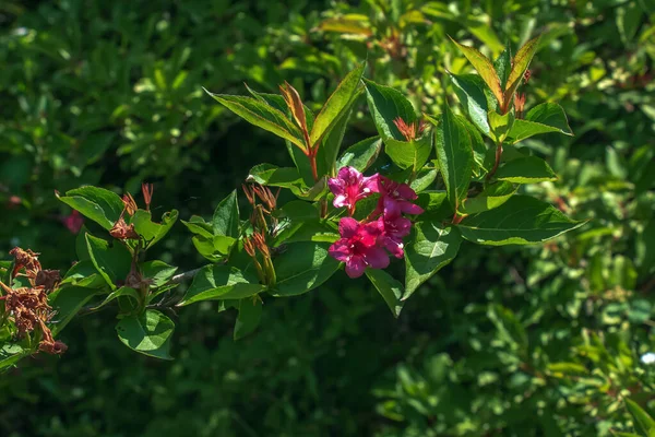 Rosa Delicadas Flores Weigela Jardín Primavera — Foto de Stock