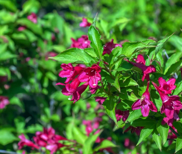 Różowe Delikatne Kwiaty Weigela Wiosennym Ogrodzie — Zdjęcie stockowe