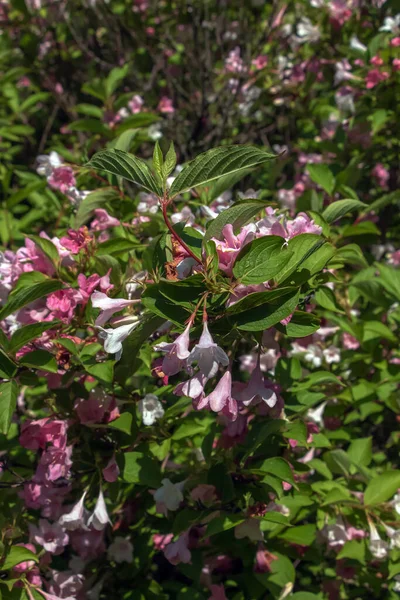 Rosa Zarte Weigela Blüten Frühlingsgarten — Stockfoto