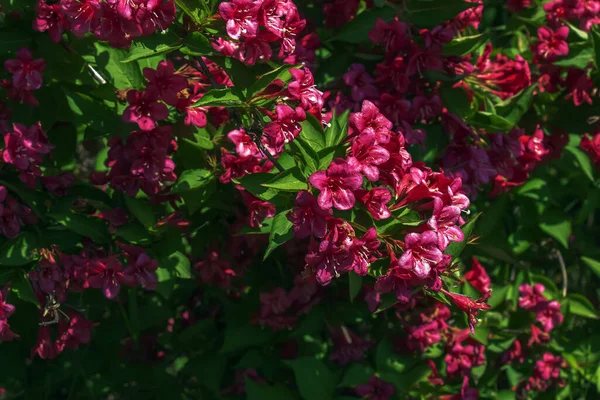 Рожеві Ніжні Квіти Вагіни Весняному Саду — стокове фото