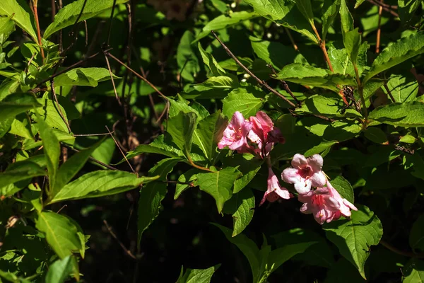 春の庭のピンクの繊細なWeigelaのジャポニカの花 — ストック写真