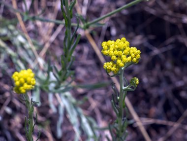 Helchrysum arenaryumu L ayrıca cüce sonsuzluğu olarak da bilinir..