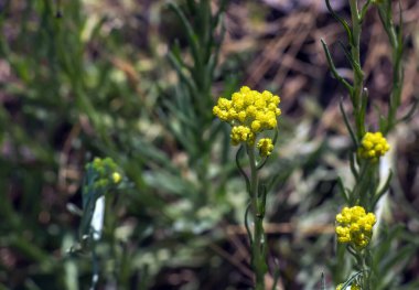 Helchrysum arenaryumu L ayrıca cüce sonsuzluğu olarak da bilinir..