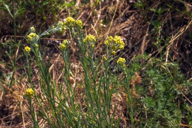 Helchrysum arenaryumu L ayrıca cüce sonsuzluğu olarak da bilinir..